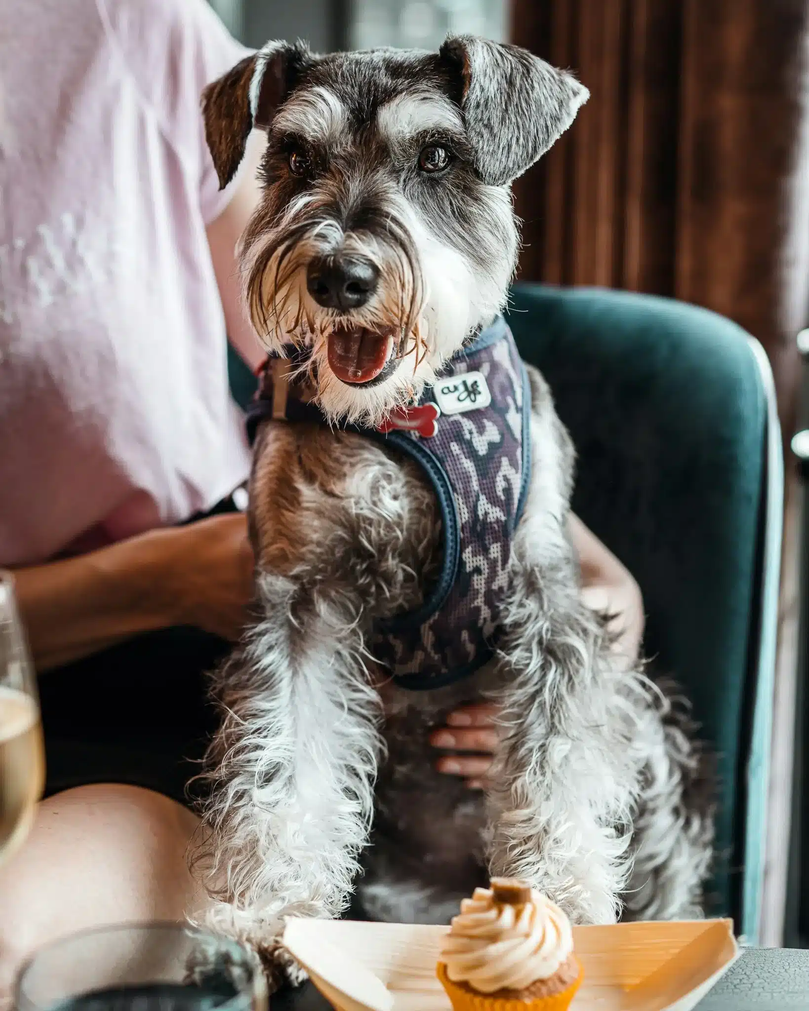 Miniature schnauzer sitting at a table with a cupcake in front of it