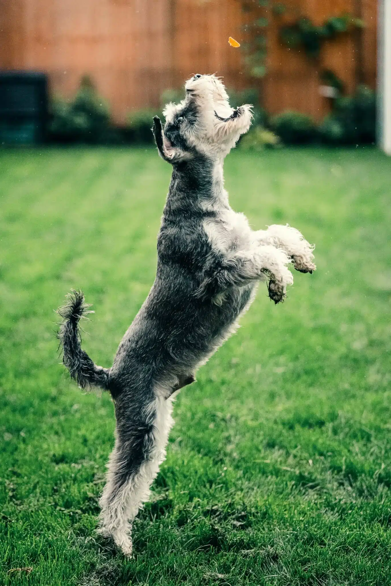 Miniature schnauzer jumping for a treat outside on a grass lawn