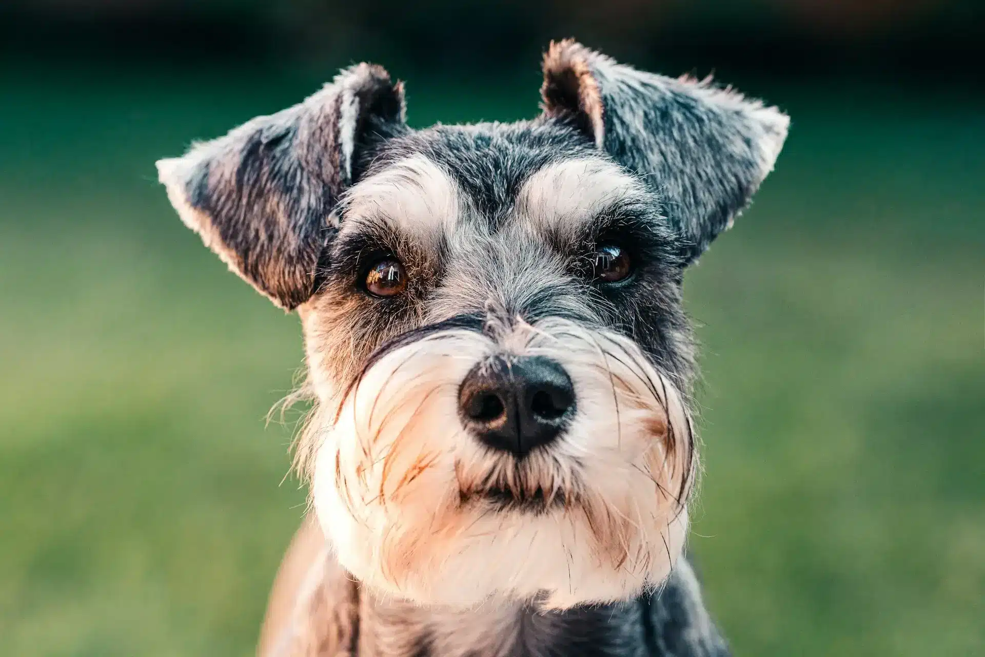 Close shot of a miniature schnauzer freshly groomed