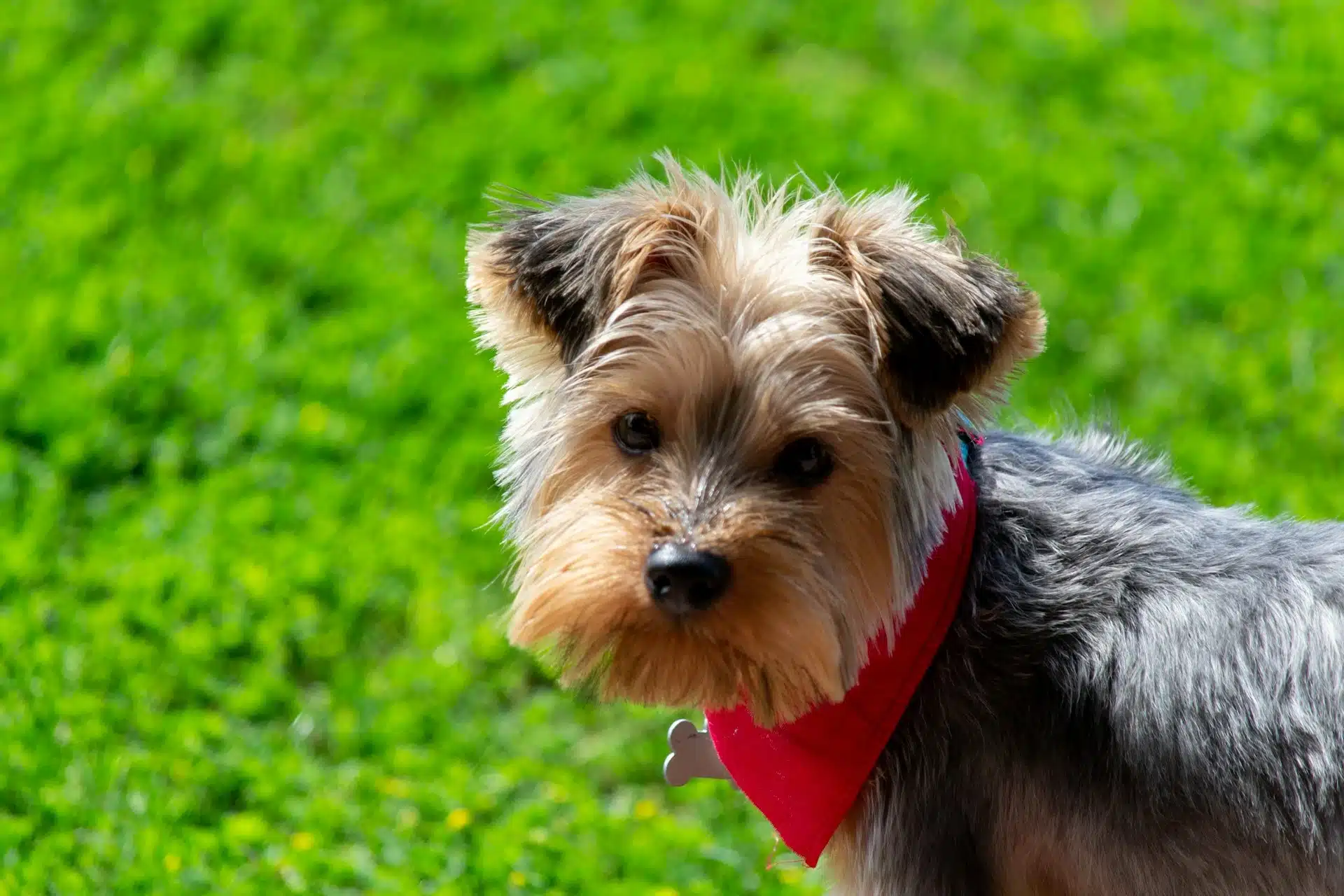 Yorkshire terrier on grass looking at the camera