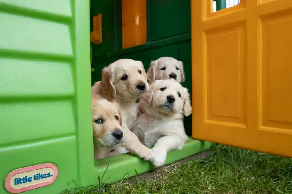 4 puppies in a toy house.