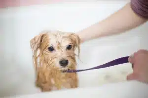 Small dog in a tub being washed