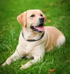 Golden labrador lying on the grass