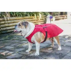Red Dingo