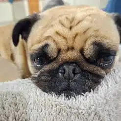 Pug on a fuzzy rug at Kuri City Doggy Daycare