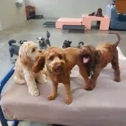 Three doodles playing on a bed at Kuri City Doggy Daycare