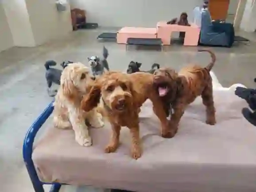 Three doodles playing on a bed at Kuri City Doggy Daycare
