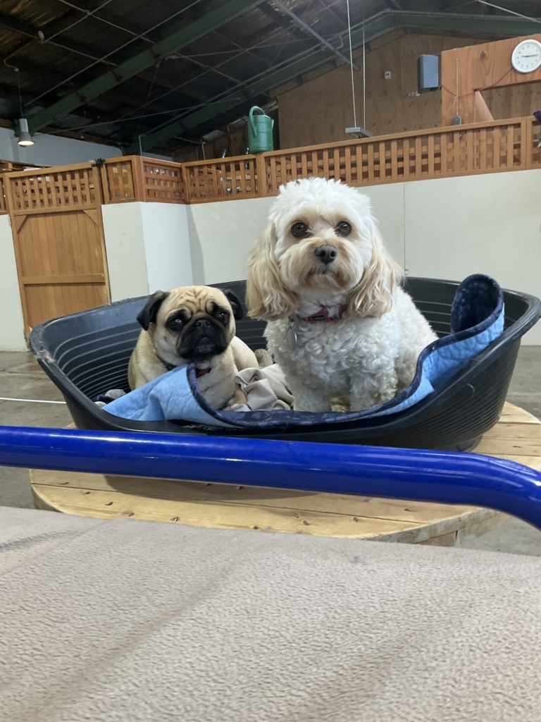 Two dogs at Kuri City rest together in a plastic dog bed.