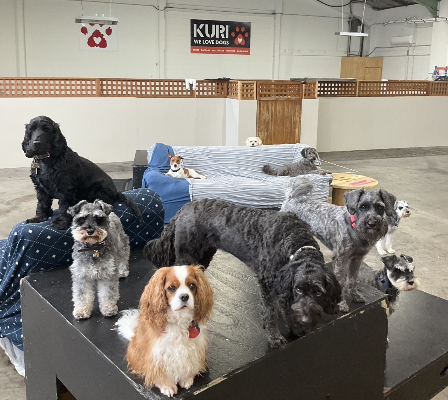 Best Doggy Daycare Christchurch 2025: Kuri vs Wag vs Park Avon
