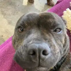 Gem the americal bull terrier at Kuri City Doggy Daycare