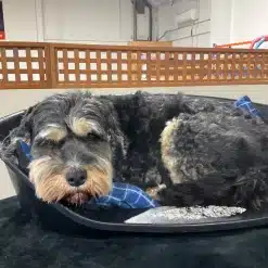 Small dog resting in a dog bed at Kuri City Doggy Daycare