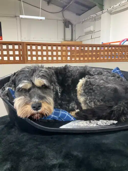 Small dog resting in a dog bed at Kuri City Doggy Daycare