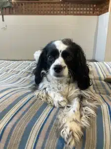 Black and white spaniel at Kuri City Doggy Daycare lying on a bed