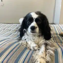Black and white spaniel at Kuri City Doggy Daycare lying on a bed