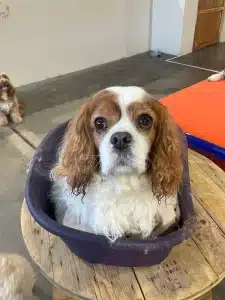 Brown and white cavalier king charles spaniel at Kuri City Doggy Daycare
