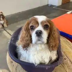 Brown and white cavalier king charles spaniel at Kuri City Doggy Daycare