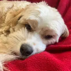 Dog resting on a red blanket at Kuri City Doggy Daycare