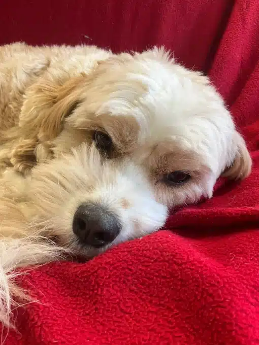 Dog resting on a red blanket at Kuri City Doggy Daycare