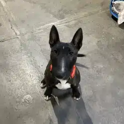 English bull terrier puppy at kuri city doggy daycare
