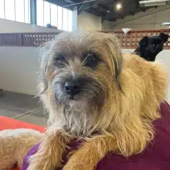 Shaggy brown dog sitting on the back of a couch at kuri city doggy daycare