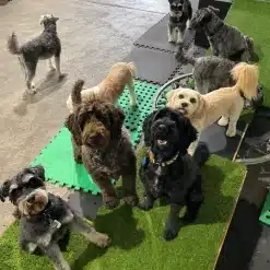 Group of small dogs doing enrichment at kuri city doggy daycare
