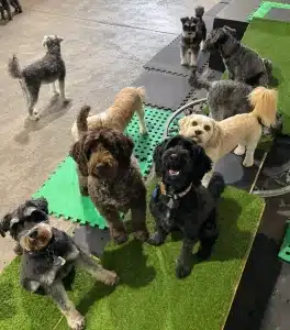 Group of small dogs doing enrichment at kuri city doggy daycare