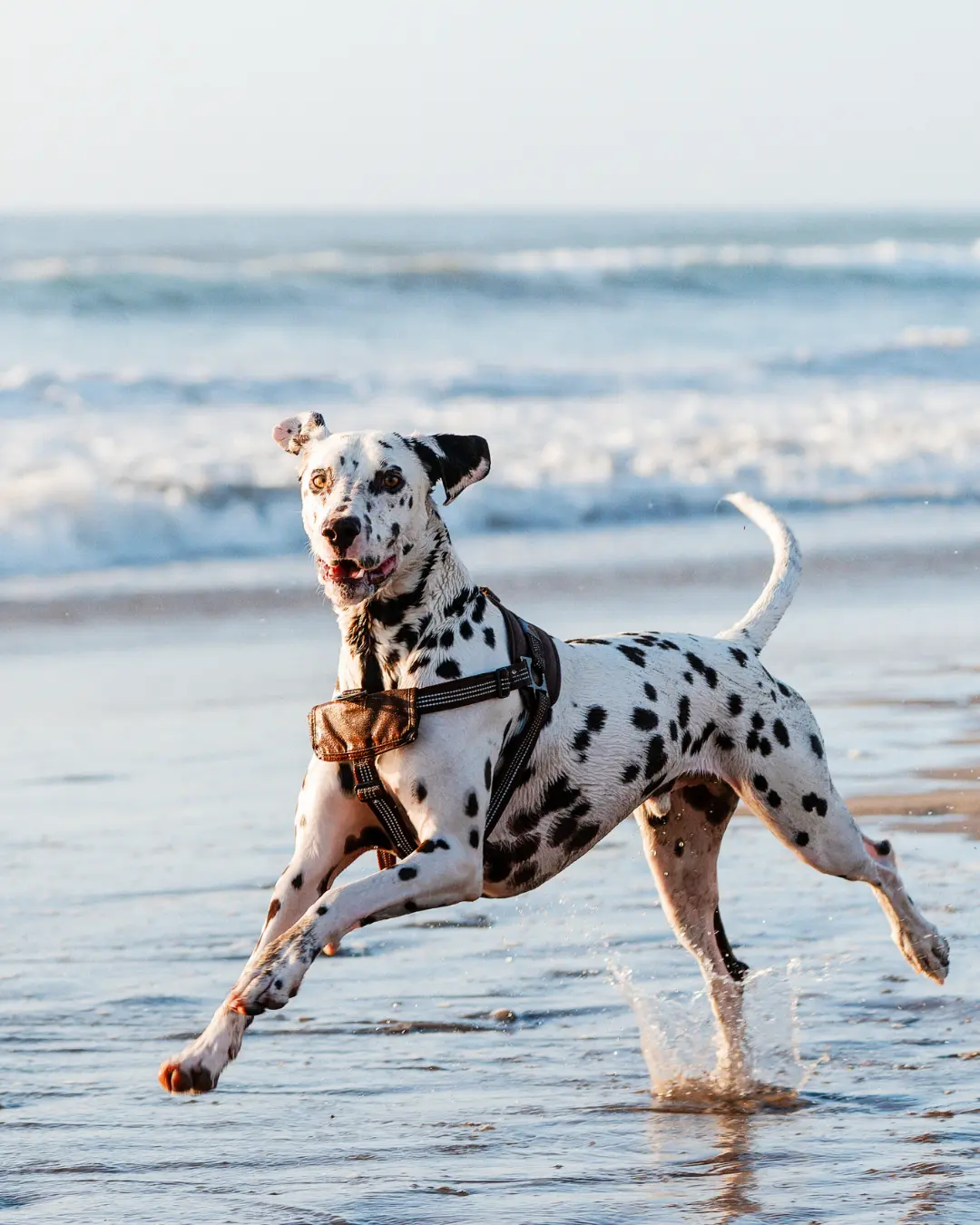 Dalmation dog running on the beach