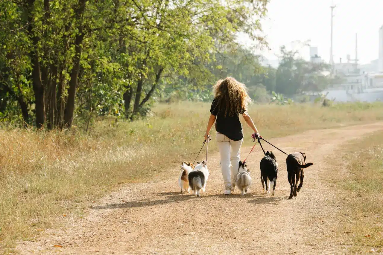 Small group of dogs going for a walk with an experienced trainer from Kuri City Doggy Daycare