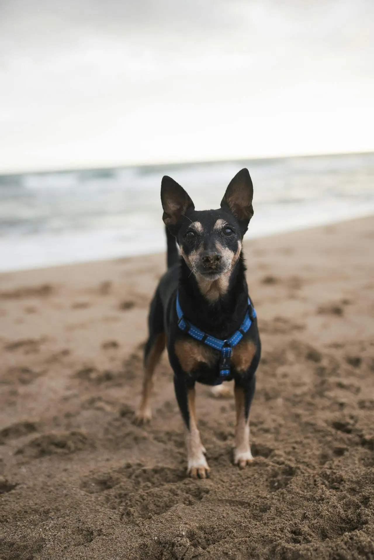 Small dog on a beach walk with Kuri