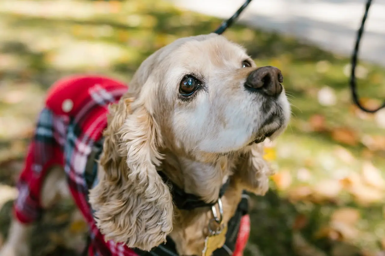 Older dog looking at dog trainer from Kuri City Doggy Daycare.
