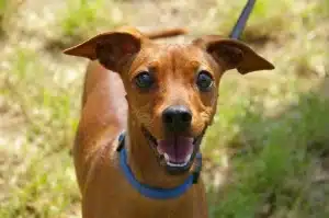 Little brown dog smiling at the camera on a lead going for a walk