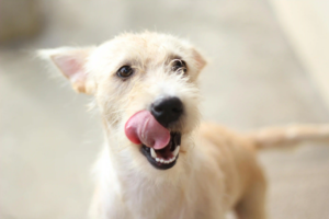 White dog waiting for raw dog food and licking its lips