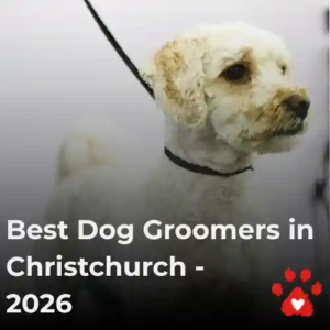 A white dog with a tidy groom from Kuri CIty