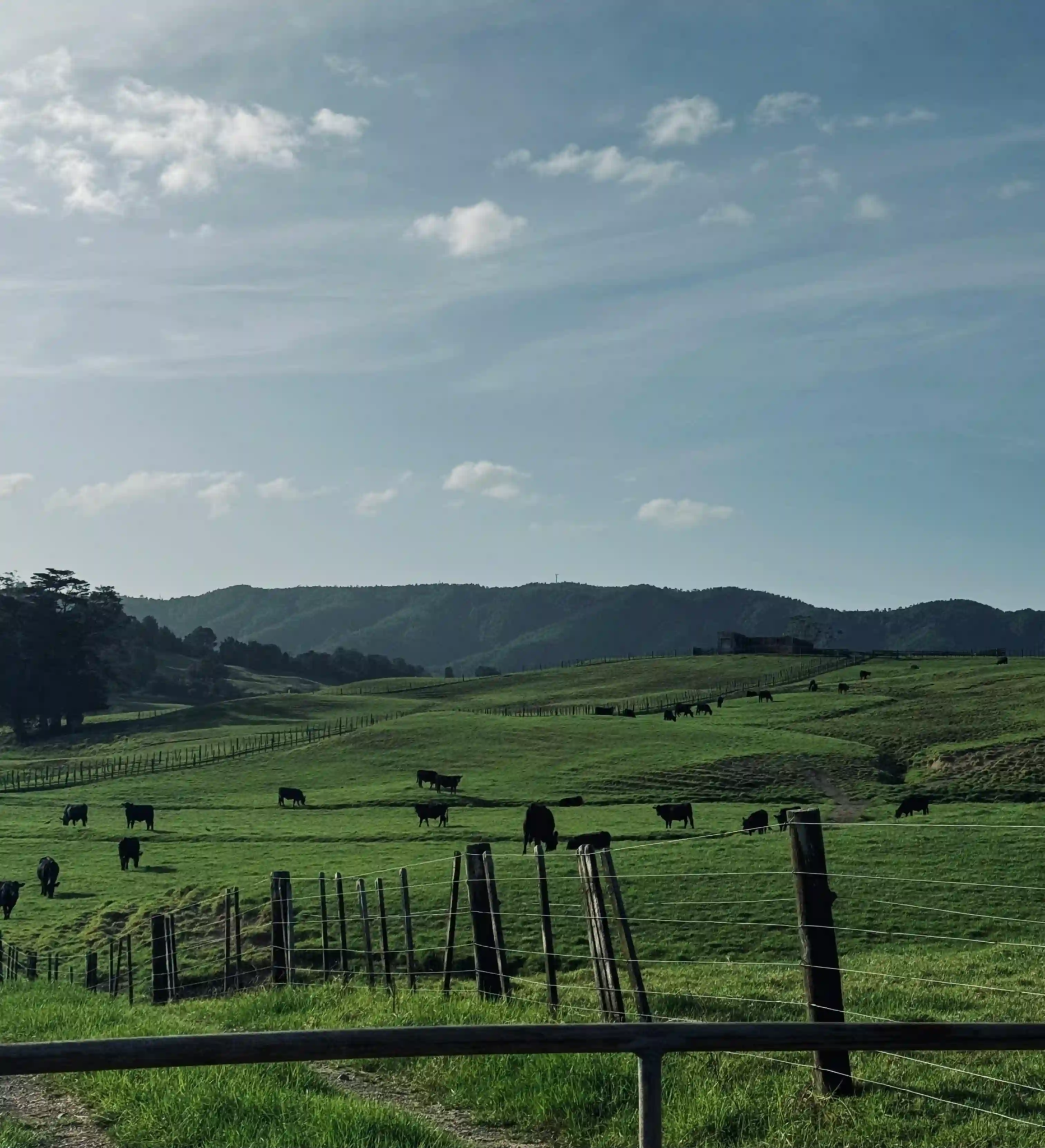 New Zealand pasture linked to local raw dog food ingredients