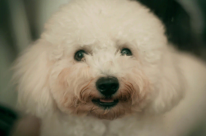 White dog smiling