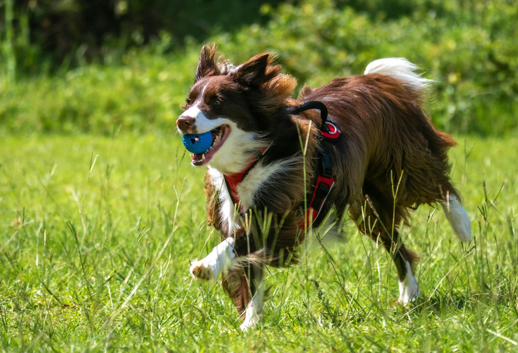 Fresh Kuri raw dog food medallions made in New Zealand