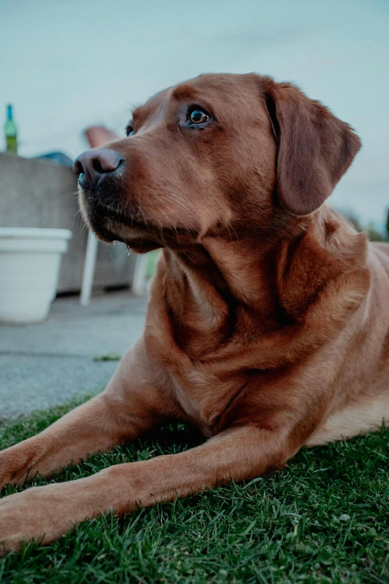 Kuri raw dog food made fresh in New Zealand
