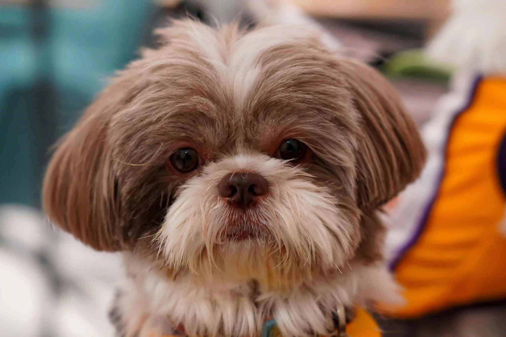 Puppy grooming at Kuri City