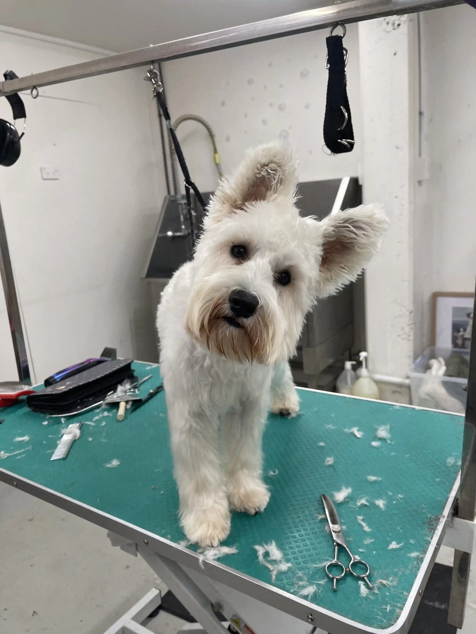 Snowy after grooming