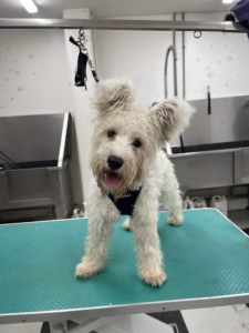 Fluffy dog at kuri dog grooming station