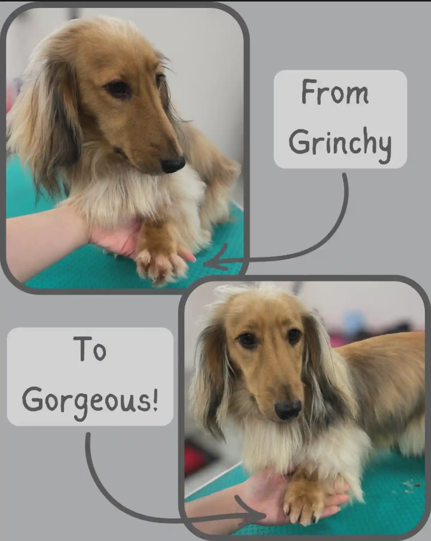 Kuri City dog nail trimming appointment, Christchurch