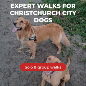 Solo or Group dog walks for christchurch dogs