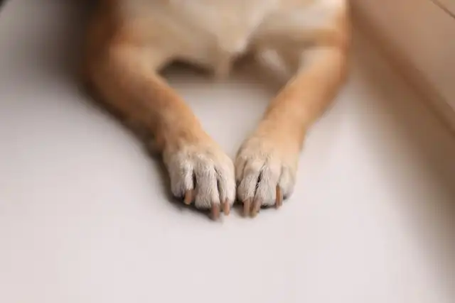 Small dog after a nail trim at Kuri City, Christchurch