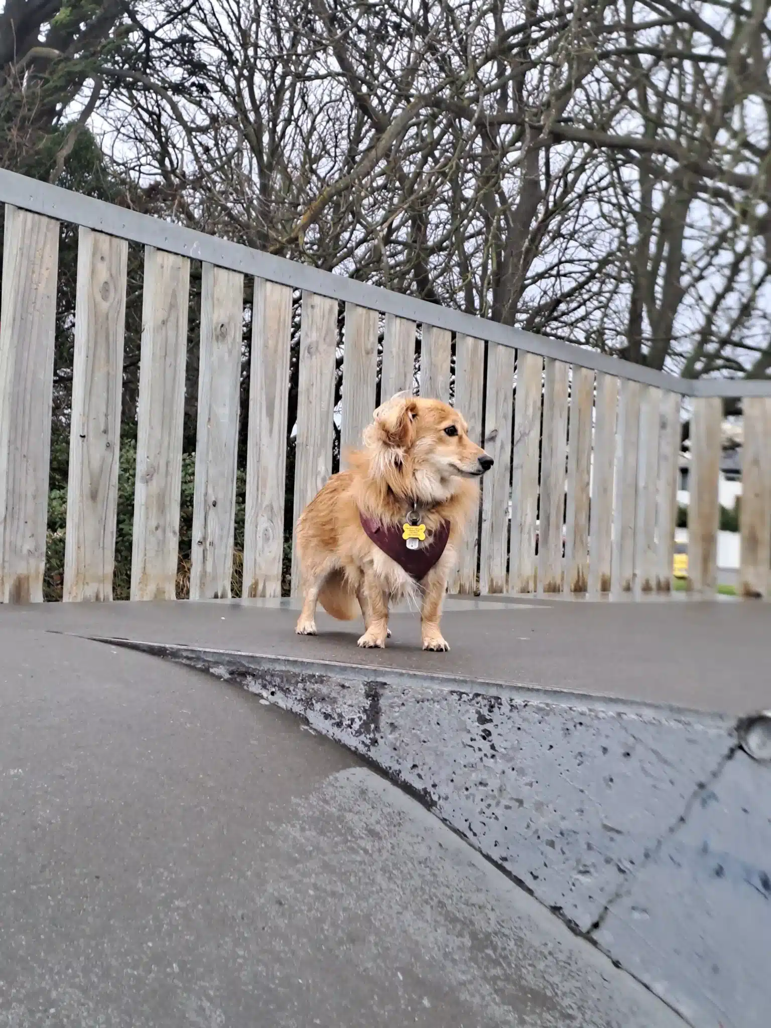 Small dogs walking together with a Kuri City walker in North Christchurch