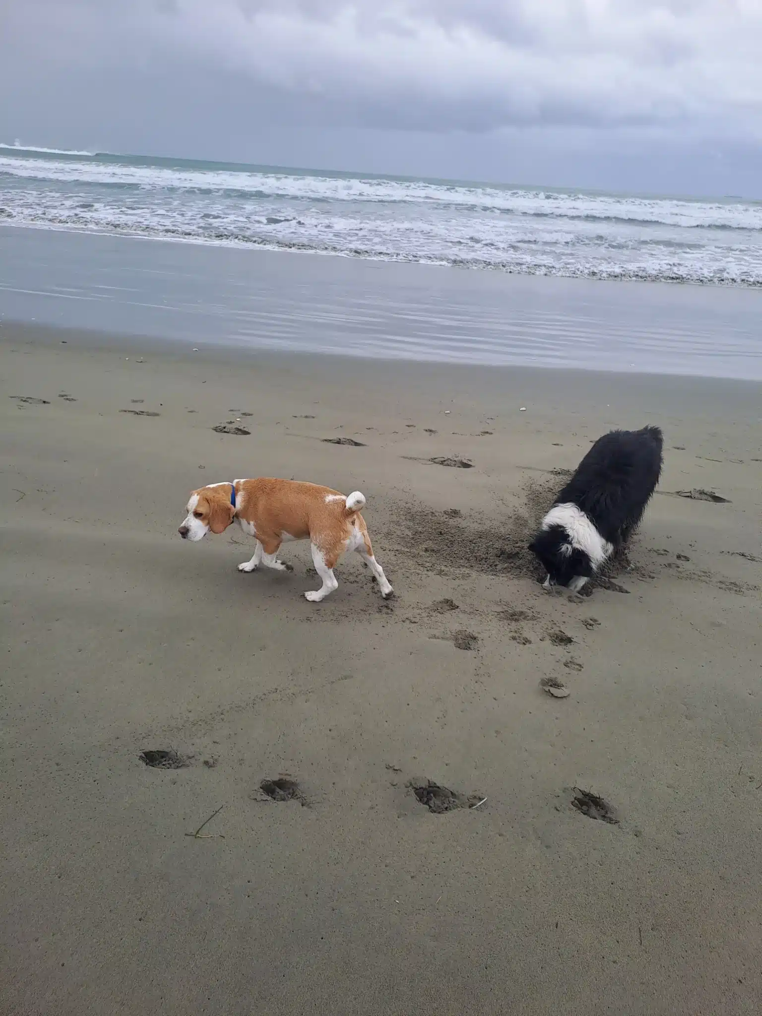 Small dogs on a Kuri City group walk at a North Christchurch reserve
