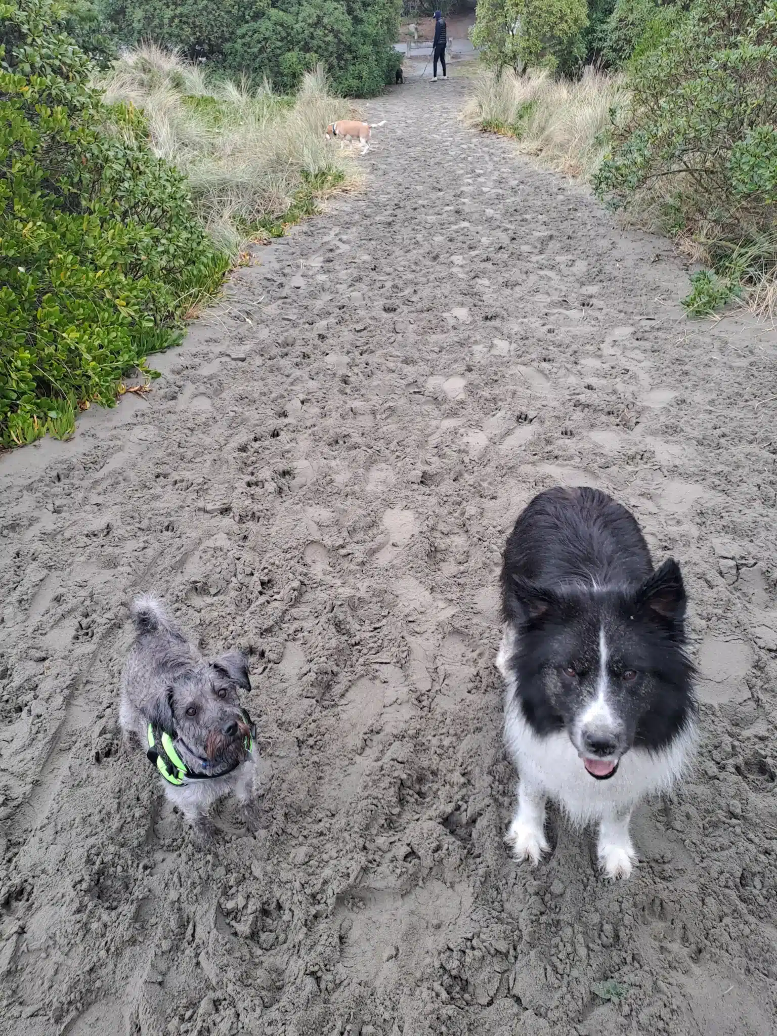 Small dog on a lead during a Kuri City group walk at a Christchurch reserve