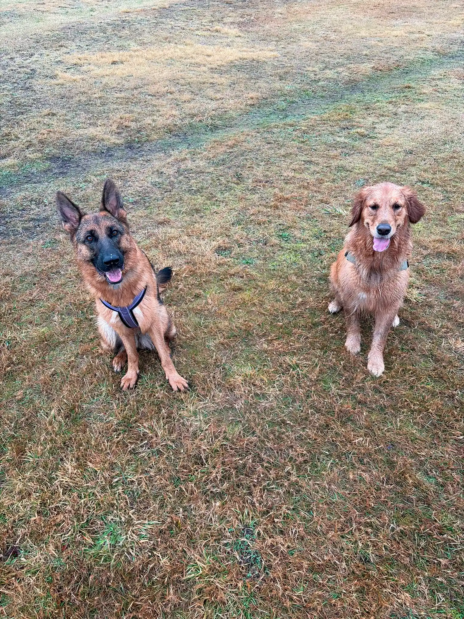 Small group of dogs matched by size and temperament on a Kuri City group walk in Christchurch