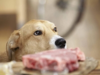 Dog looking at the raw dog food on the bench in a kitchen