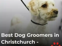 A white dog with a tidy groom from Kuri CIty