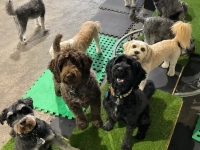 Group of small dogs doing enrichment at kuri city doggy daycare